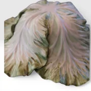 Macro detail of hand-painted porcelain leaf surface, Vladimir Kanevsky cabbage tureen, veining and translucency, USA 2014